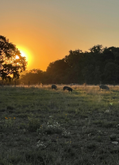 11. Oktober - Grillen & Feldtafel by Iberico Westfalia